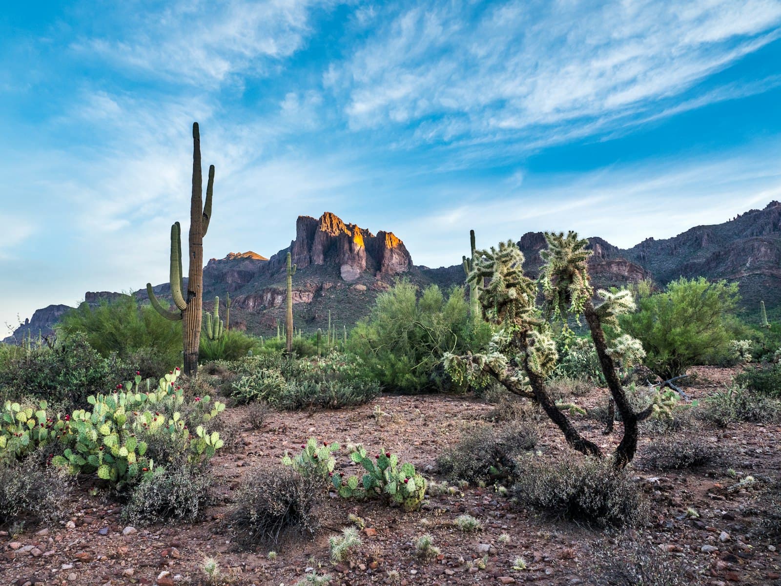 Saguaros and desert scrub across a rocky Sonoran basin