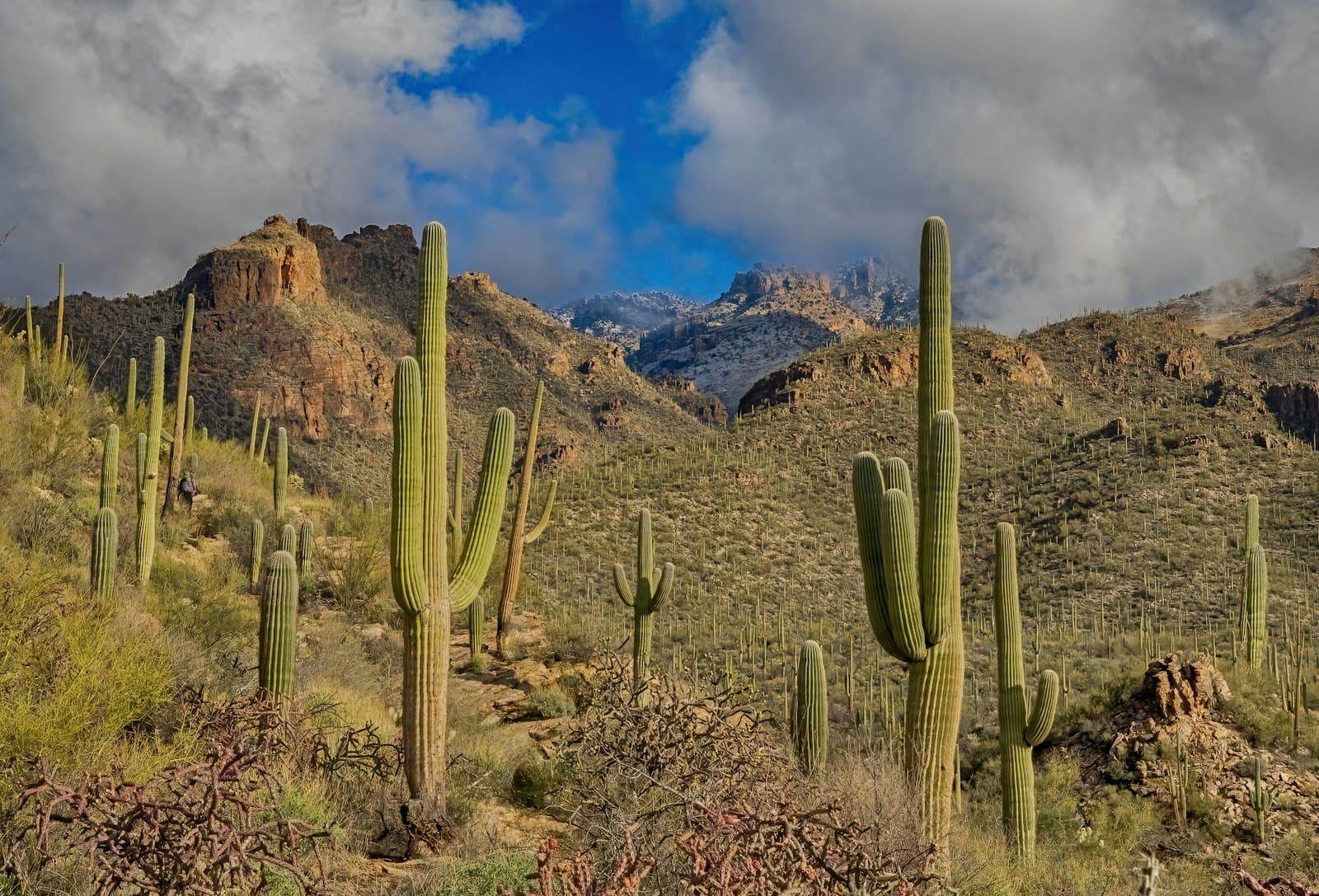 Saguaros on a Sonoran Desert hillside