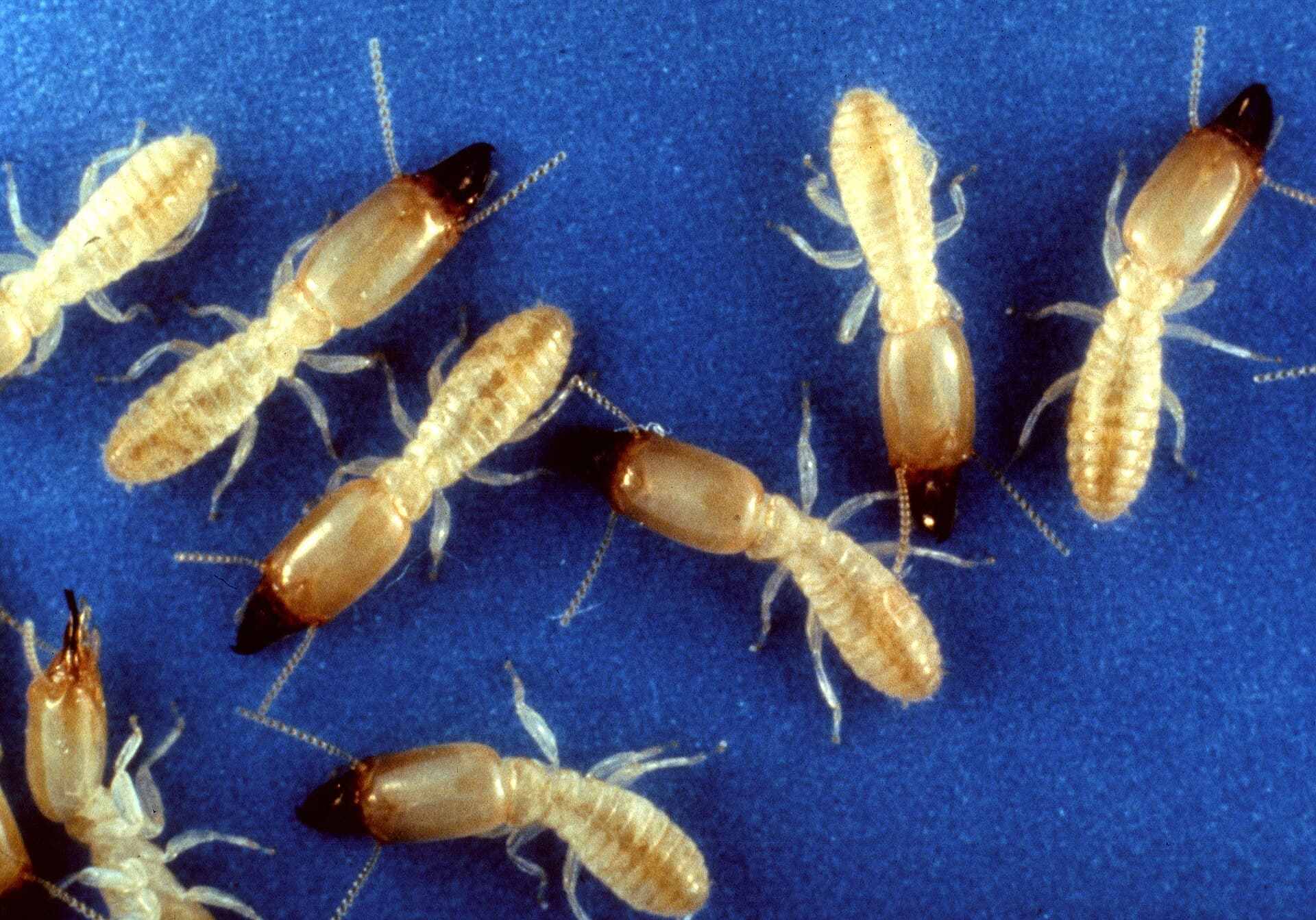 Close-up of pale subterranean termite workers and darker-headed soldiers